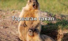 Инфографик: Манай орны 17 аймгийн 137 сум тарваган тахлын байгалийн голомттой
