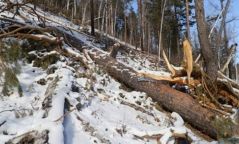 Ойн цэвэрлэгээтэй холбоотойгоор мэдэгдэл гаргажээ