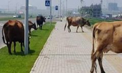 Нийслэлээс 16.000 толгой малыг нүүлгэн шилжүүлжээ