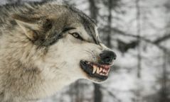 Говь-Алтай аймагт галзуурсан чоно хүүхэд ноцжээ