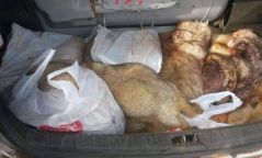 26 хавх, нэг автомашиныг хурааж зөрчлийн хэрэг үүсгэжээ