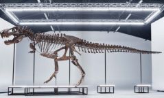 Тираннозавр рексийн бүтэн араг яс 5.3 сая ам.доллароор зарагджээ