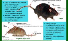 Үхсэн болон амьд хархтай таарвал мэргэжлийн байгууллагад хандаарай