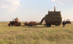 Энэ жил өвс, тэжээл ахиу базаагаад байна