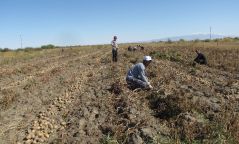 Газар тариалангийн бүс нутгаар хөрсөн дээр цочир хүйтэрнэ