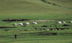 Дорноговь аймаг 400 тонн хадлан бэлтгээд байна
