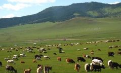 Монгол орны нийт нутгийн бэлчээрийн даац