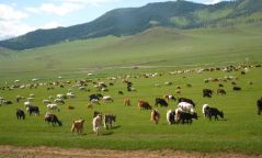 ​Монголын нийт мал сүргийн тоо 80 сая хол давжээ