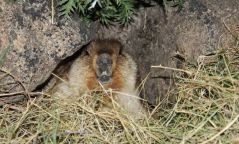 ​​Баян-Өлгий аймагт тарваган тахлын шинж тэмдэг дахин илэрчээ