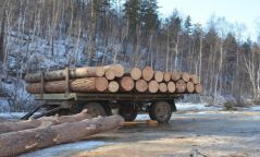 Зөвшөөрөлгүйгээр ойд мод бэлтгэсэн 9 гэмт үйлдлийг илрүүлэн шалгаж байна