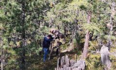 Нийслэлийн ногоон бүсэд хууль бусаар самар түүхгүй байхыг анхааруулж байна