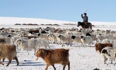 Малчид орлогогүй өрхүүдийг өмчтэй болгож байна