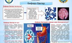 БИФИДО БАКТЕР хүний биед ямар ач холбогдолтой вэ?