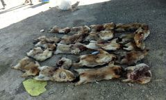 20 ширхэг тарваганы мах тээвэрлэж яваад баригджээ