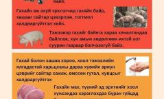 Гахайн мялзан өвчин гарсантай холбогдуулан ЭМЯ-аас зөвлөмж гаргалаа