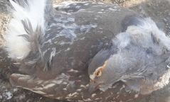 Хойлог шувууг хууль бусаар агнаж, худалдаалах гэж байсан этгээдүүдийг баривчиллаа