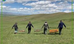 Айлын хашаанд ойрхон тархсан тарвагануудыг байгальд нь нутагшуулжээ