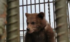 Хөвсгөлийн Эрдэнэбулган суманд айлд ирсэн бамбаруушийг ой хөвчид тавилаа