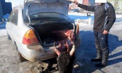 Малын хулгайчдын машин, мотоциклийг хураан авчээ