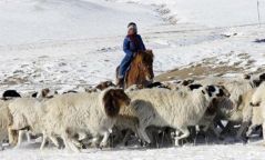 Малчид 22.4 тэрбум төгрөгийн ноосны урамшуулал авна