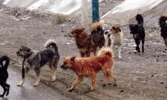 Богдхан ууланд зэрлэгшсэн 195 нохойг устгажээ