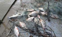 Зөвшөөрөлгүйгээр загас барьсан иргэдийг илрүүлэв