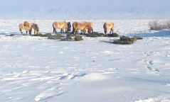 Зэрлэг ан, амьтдыг зудын эрсдэлээс хамгаалах зорилгоор өвс, давс, хужир хандивлалаа