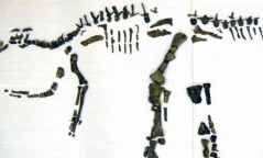 Японоос 72 сая жилийн настай үлэг гүрвэлийн яс олджээ