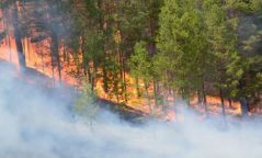 Урьдчилсан байдлаар нийт 3698 га талбай түймэрт өртсөн дүн гарчээ