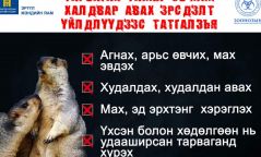 Талийгаачид тарваганы түүхий хүн мах, бөөр идсэн болох нь тогтоогджээ