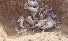Бөхөнгийн тархац нутгийг тусгай хамгаалалтад авах нь зүйтэй гэв
