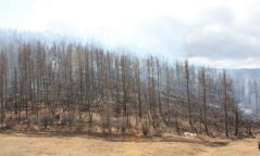 Төв аймгийн зүүн, Дорнодын баруун, Сүхбаатарын өмнөд хэсэг түймрийн эрсдэл их буюу аюултай түвшинд байна