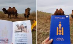 Монгол тэмээнд анх удаа гадаад паспорт олгожээ