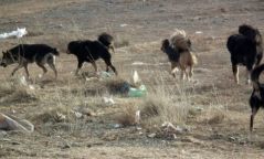 Богд ууланд зэрлэгшсэн 195 нохойг устгажээ