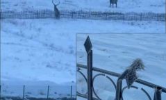 Төмөр хашаанд буга гэмтсэн тул Богдхан уулын дархан цаазат газраас МЭДЭГДЭЛ гаргажээ