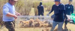 Суурьшлын бүсээс тарвагыг шилжүүлэн нутагшууллаа