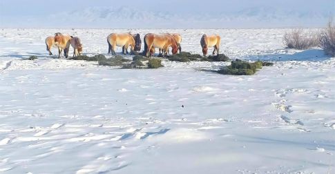 Зэрлэг ан, амьтдыг зудын эрсдэлээс хамгаалах зорилгоор өвс, давс, хужир хандивлалаа