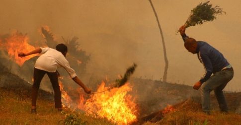 Балба улсад энэ онд 4500 ойн түймэр бүртгэгджээ